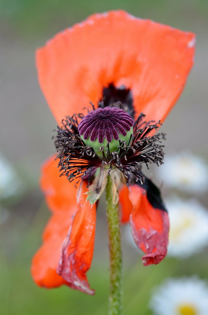 poppy floral plant free photo