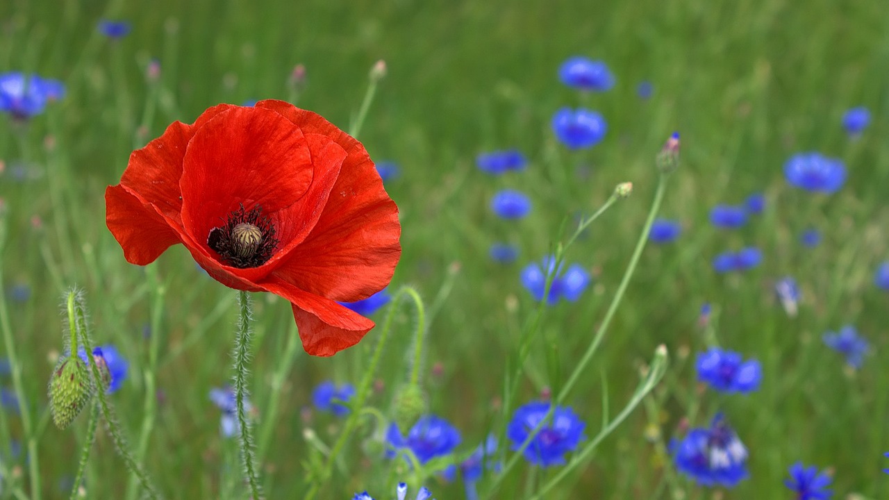 poppy blossom bloom free photo