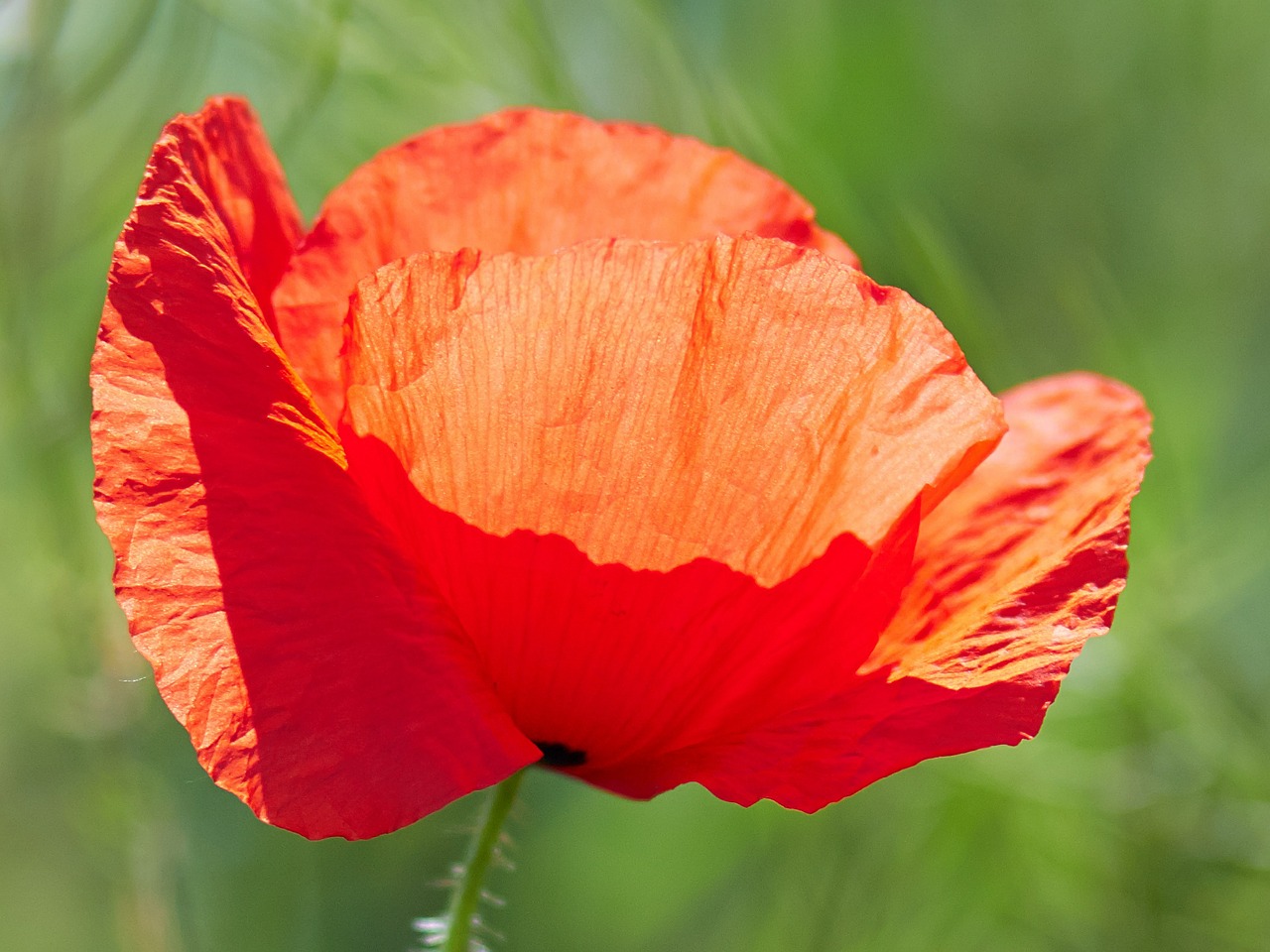 poppy flower poppies free photo