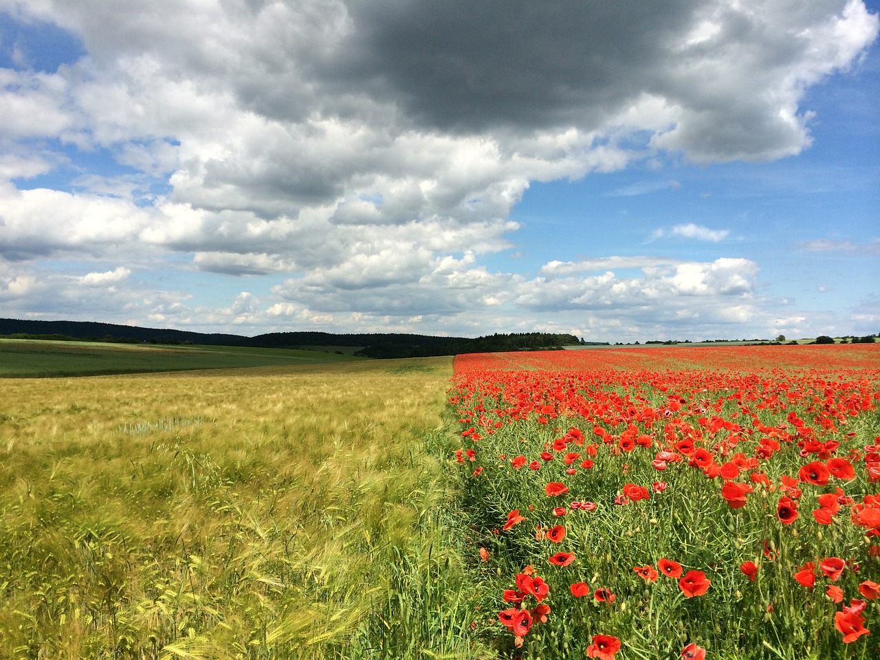 poppy cornflower field free photo