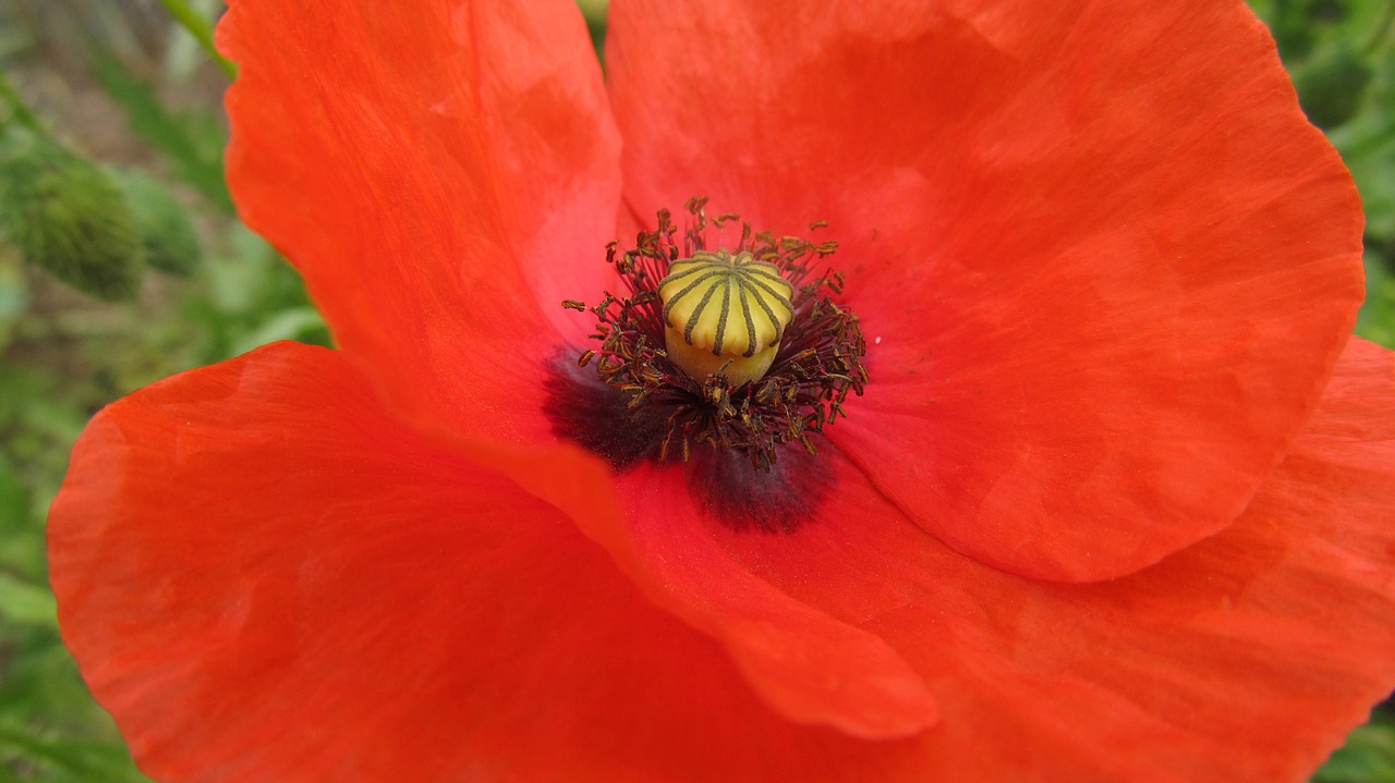 poppy klatschmohn poppy flower free photo