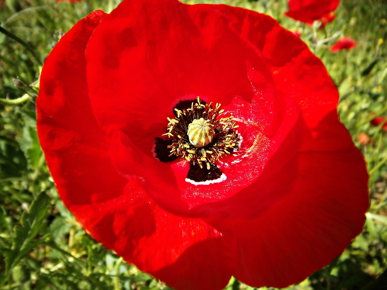poppy deep red red free photo