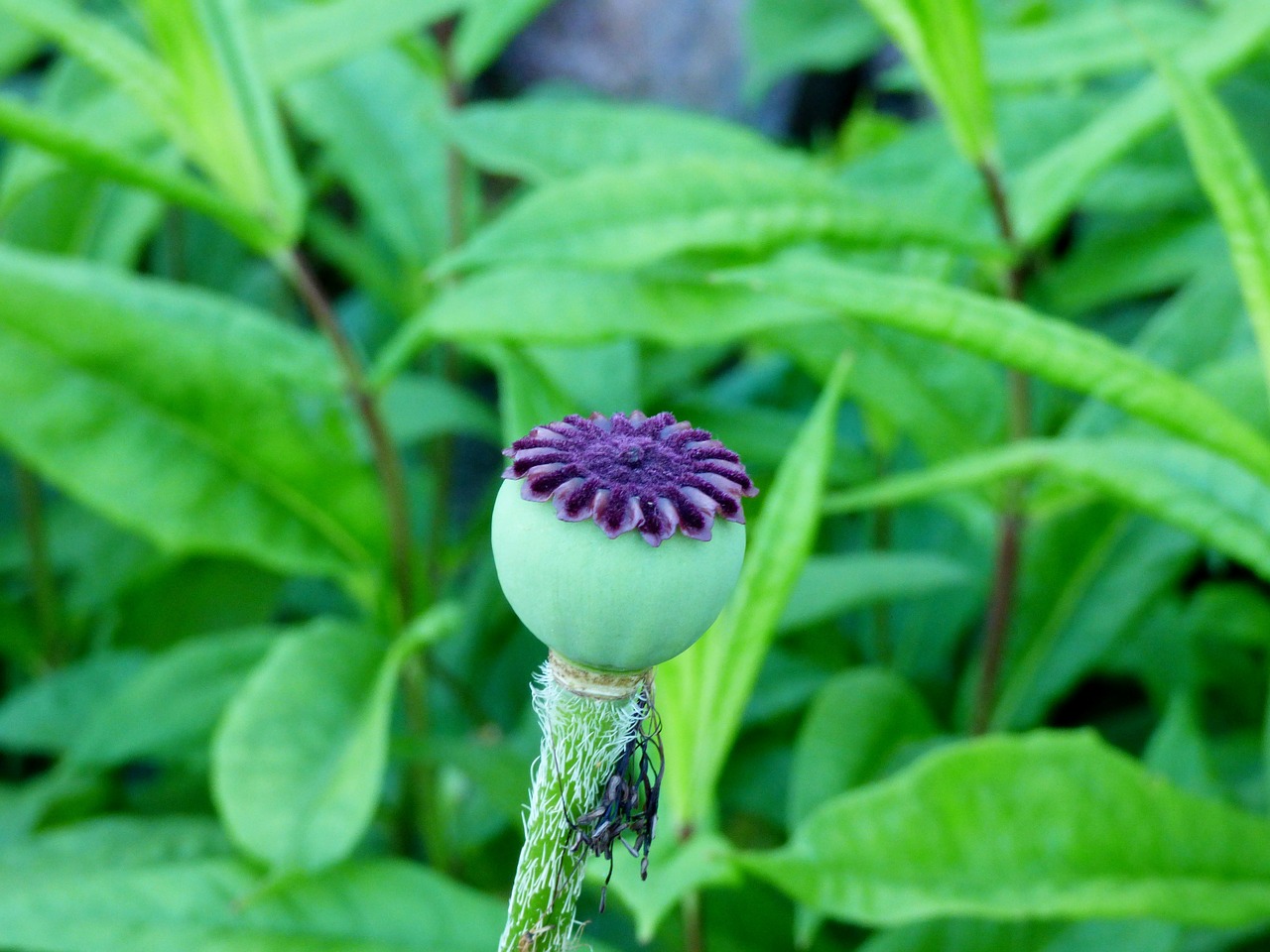 poppy seed box green free photo