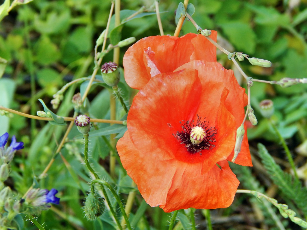 poppy flower plant free photo