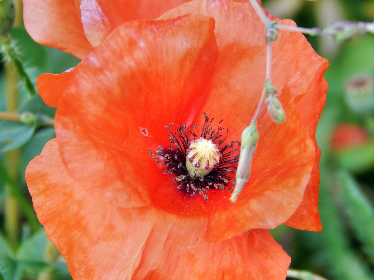 poppy plant red free photo