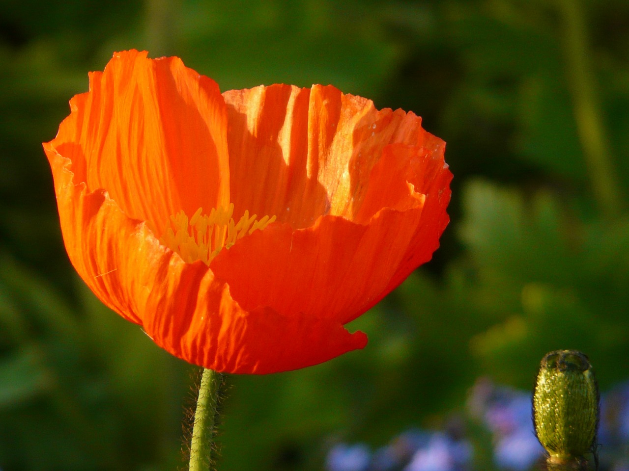 poppy klatschmohn medicinal plant free photo