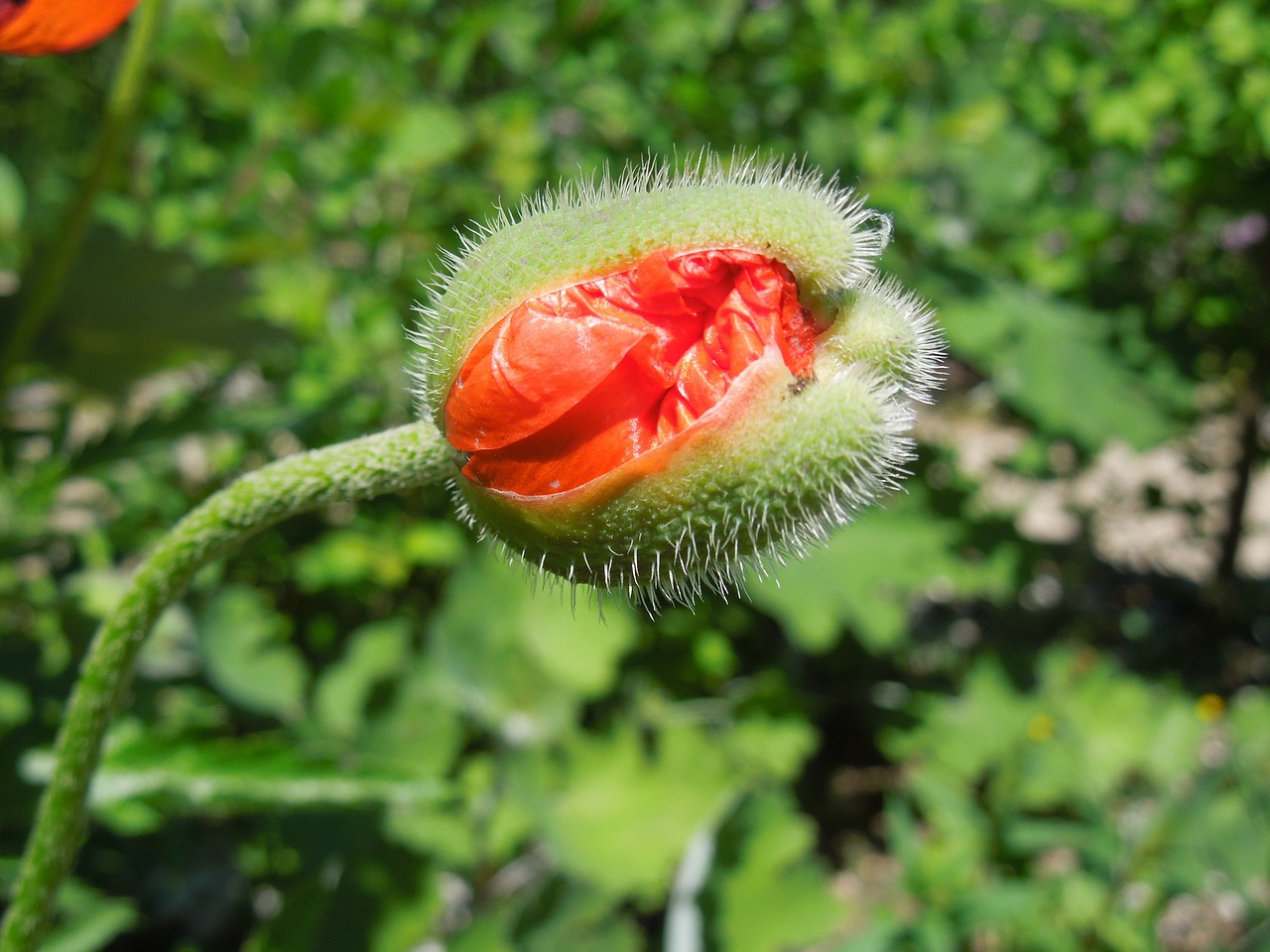 poppy bud close free photo