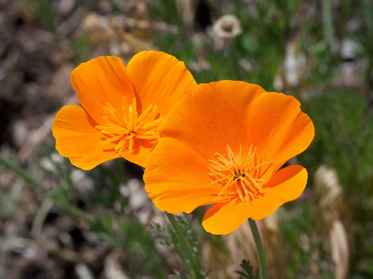 poppy california blooms free photo