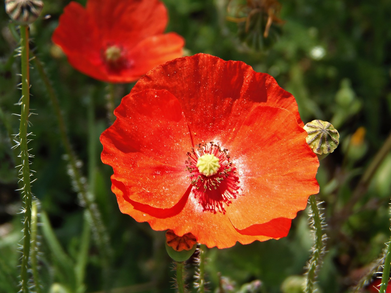 poppy spring red free photo