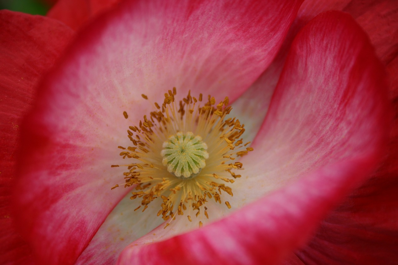 poppy red nature free photo