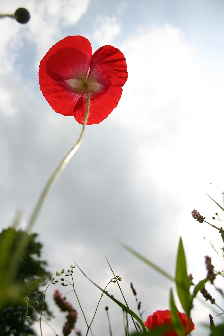 poppy sky blue free photo