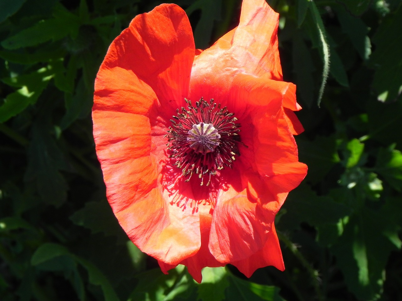 poppy macro red free photo