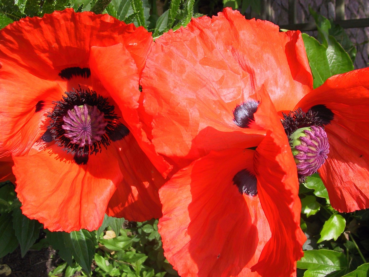 poppy blossom bloom free photo