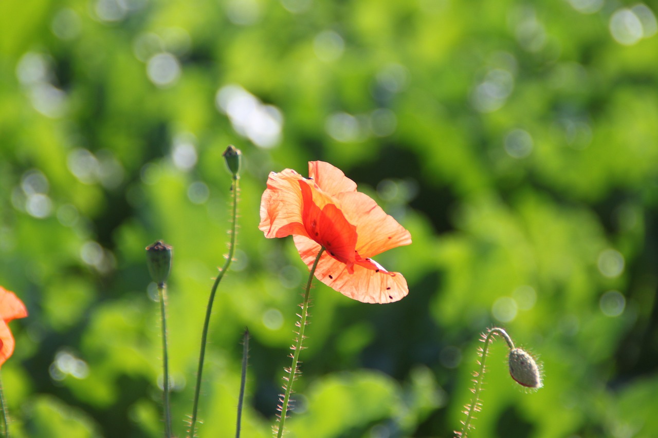 poppy klatschmohn nature free photo