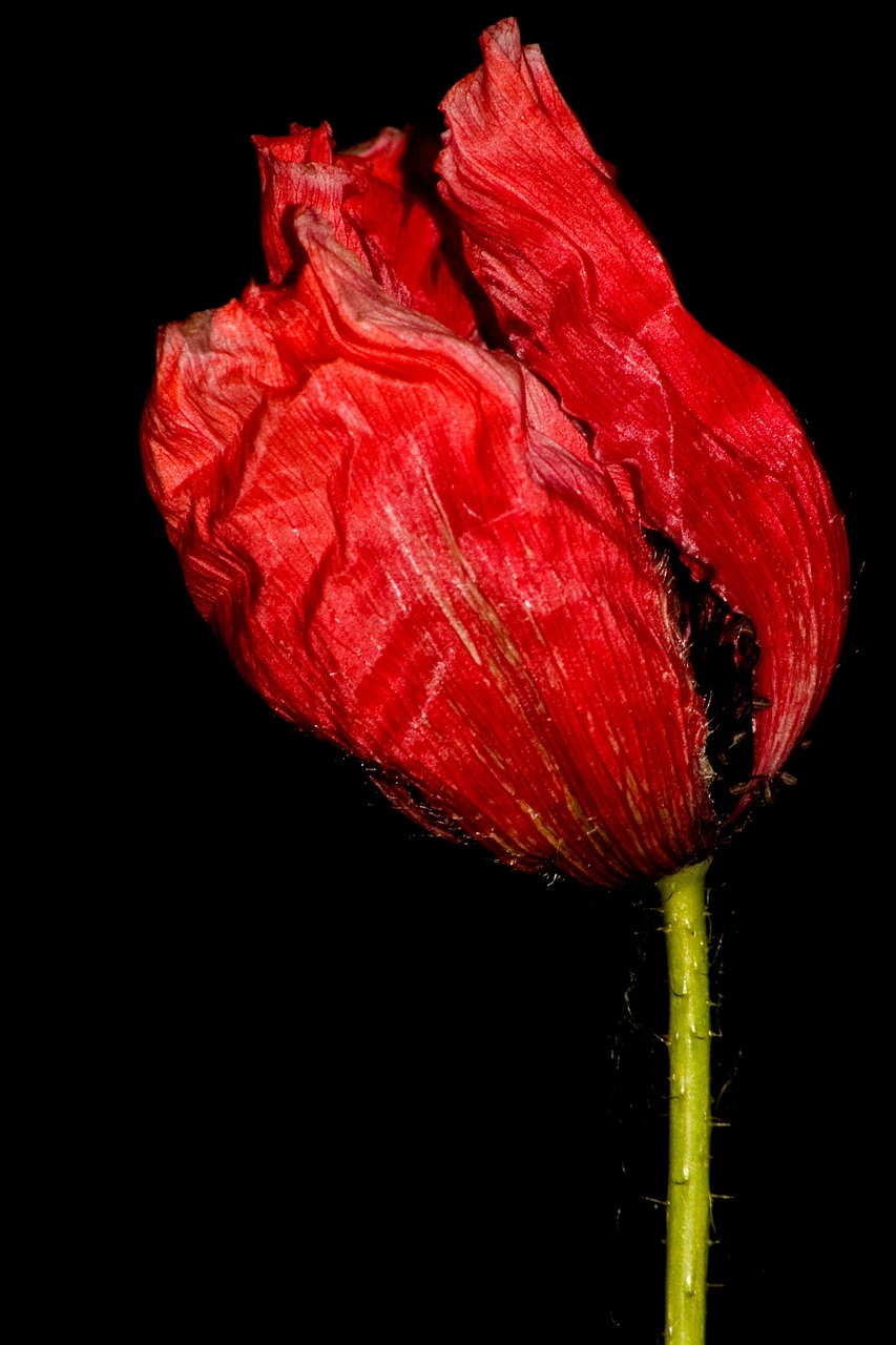 poppy flower poppy flower free photo