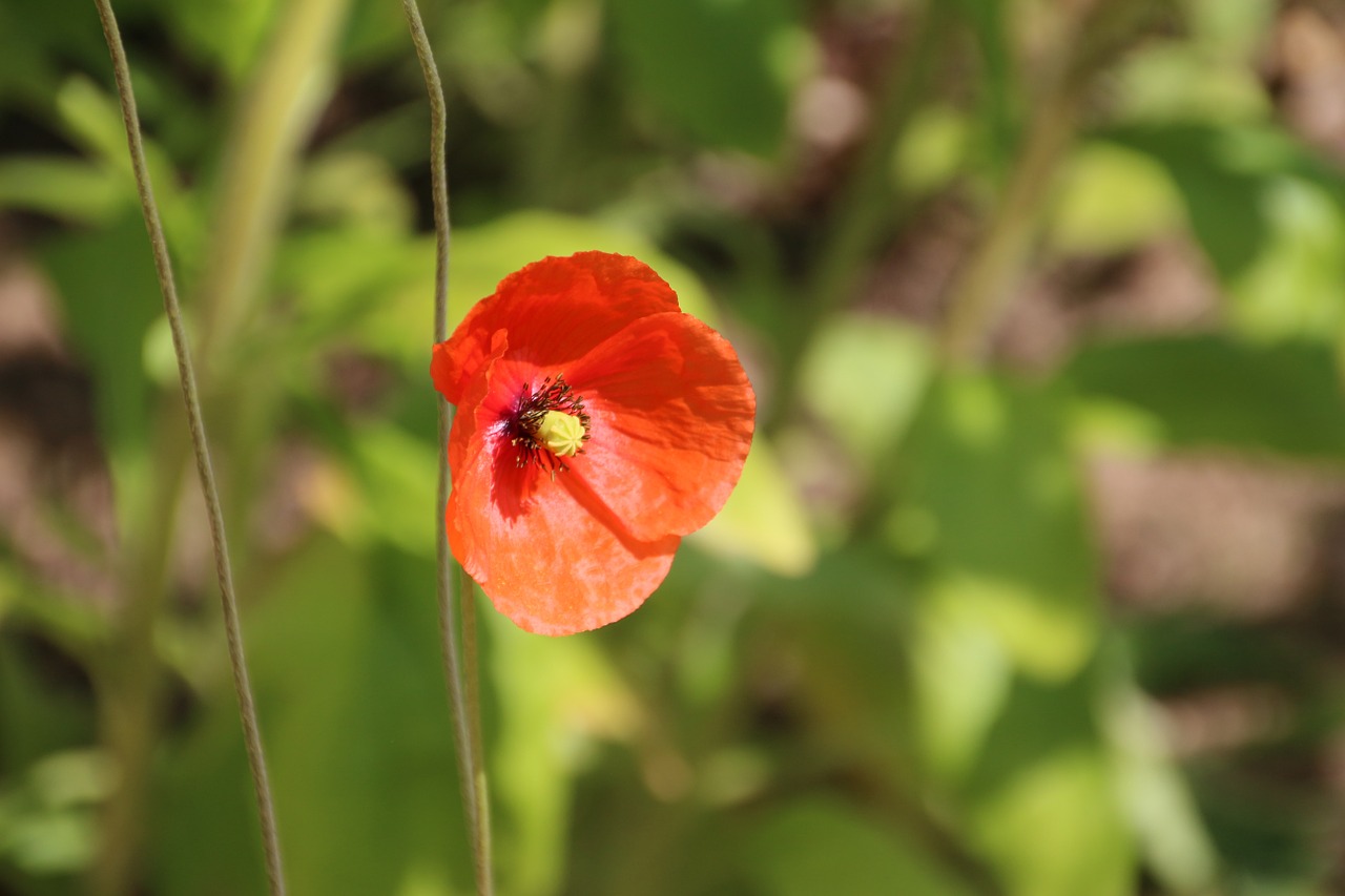 poppy red red poppy free photo