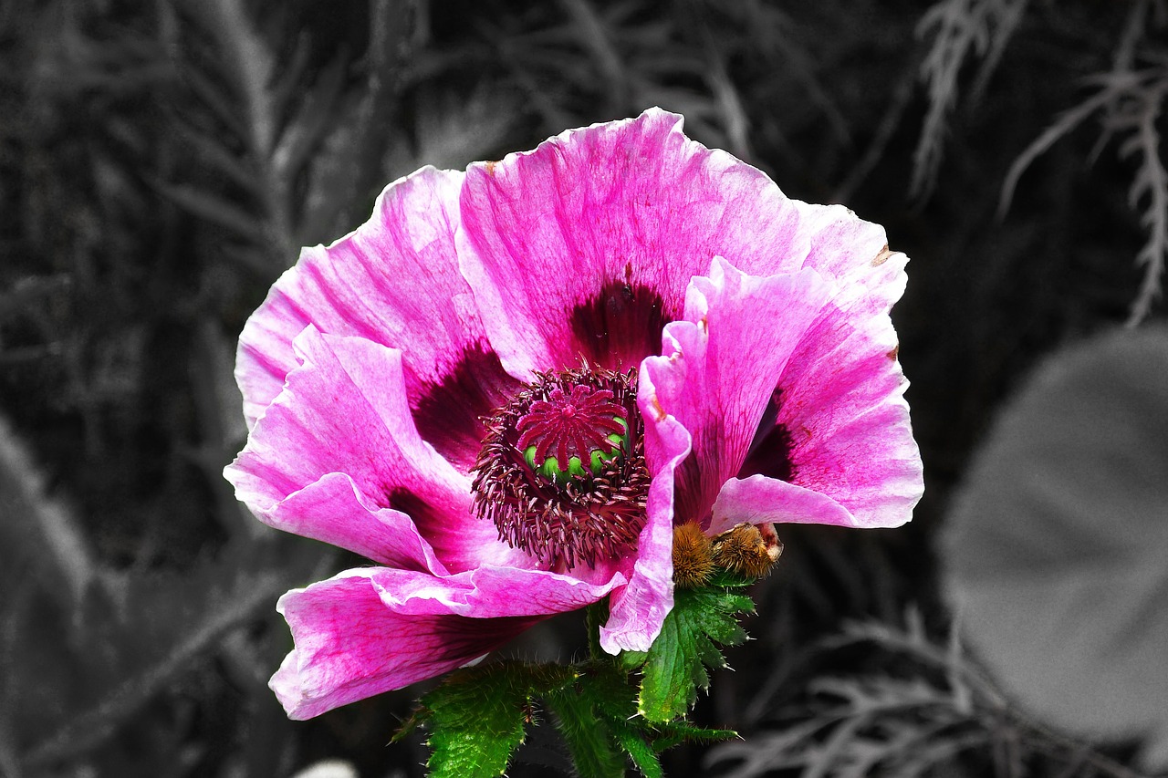 poppy flower blossom free photo