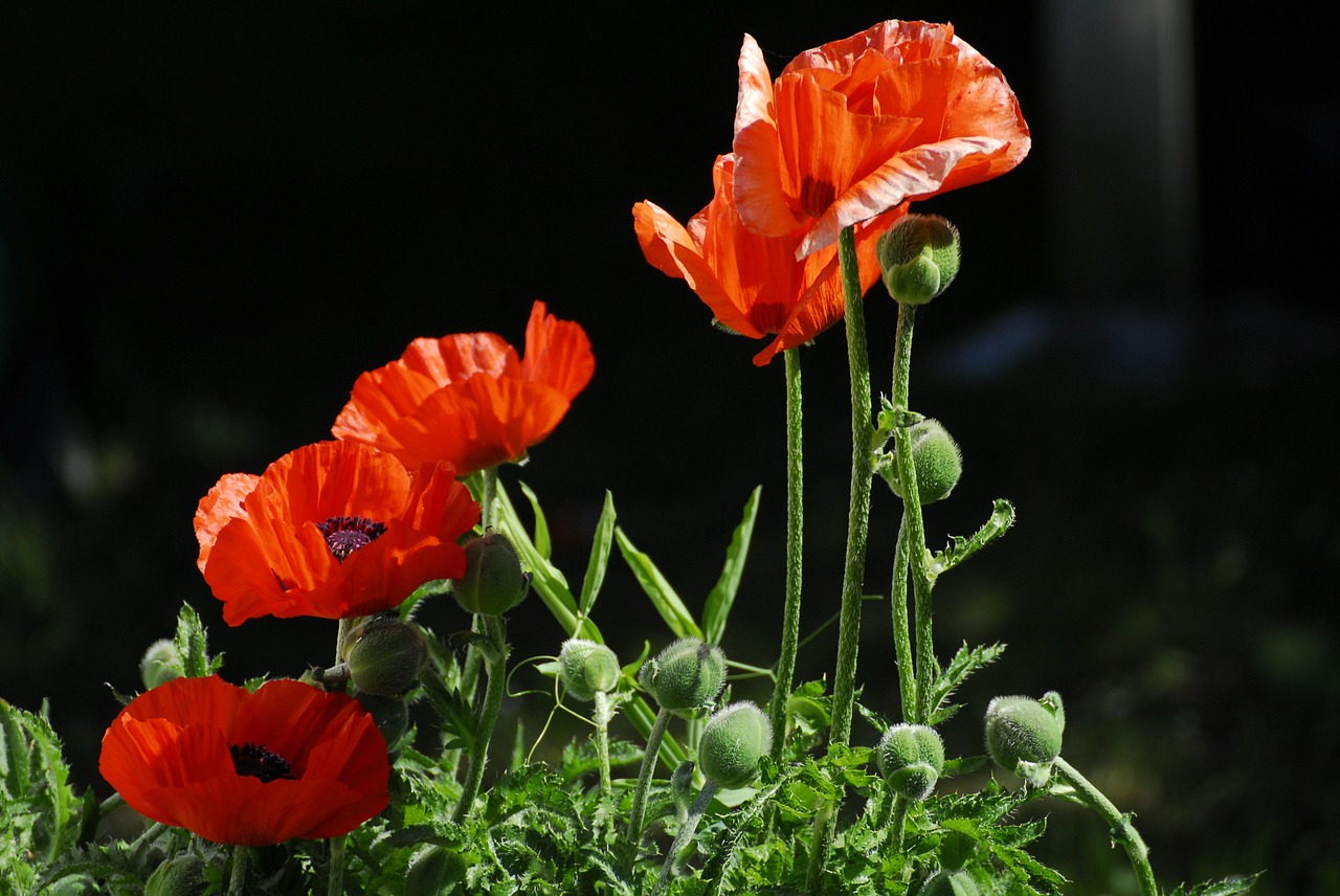 poppy poppies red free photo