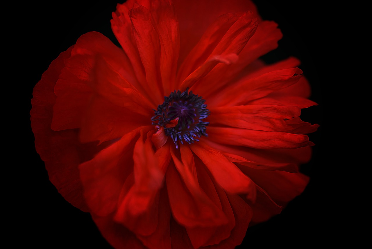 poppy flower red free photo