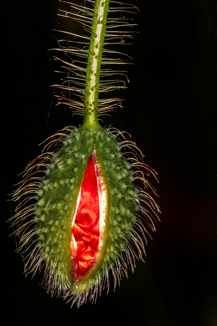 poppy blossom bloom free photo