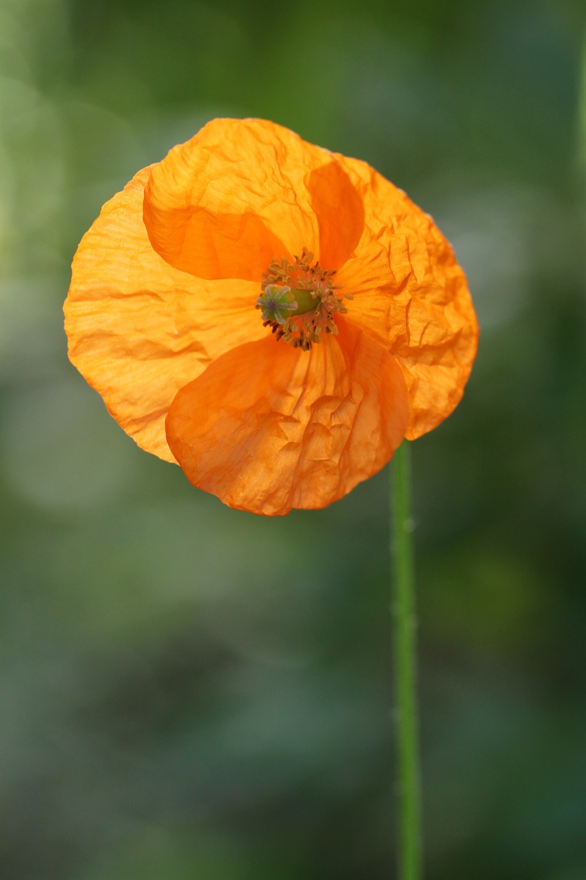 poppy poppy flower islandmonhn free photo