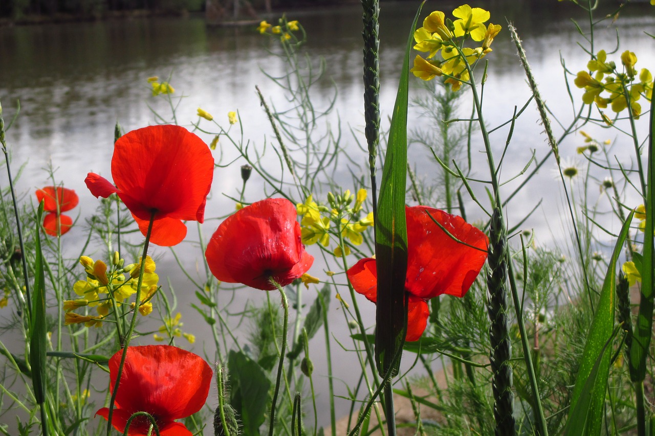 poppy grass weed free photo