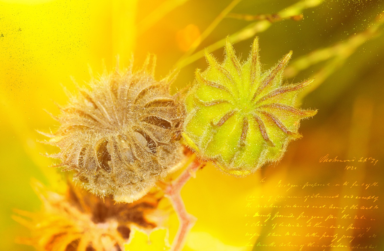 poppy plant bud free photo