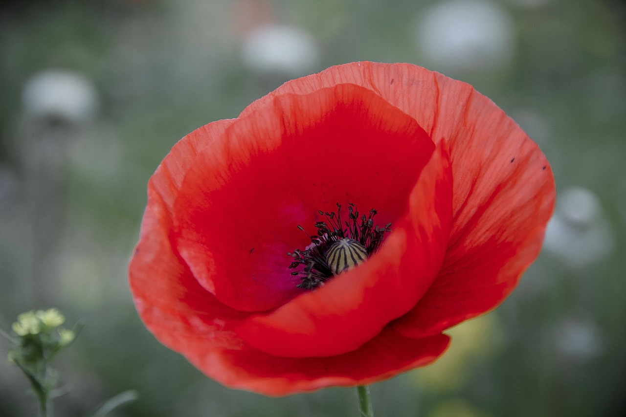 poppy blossom bloom free photo