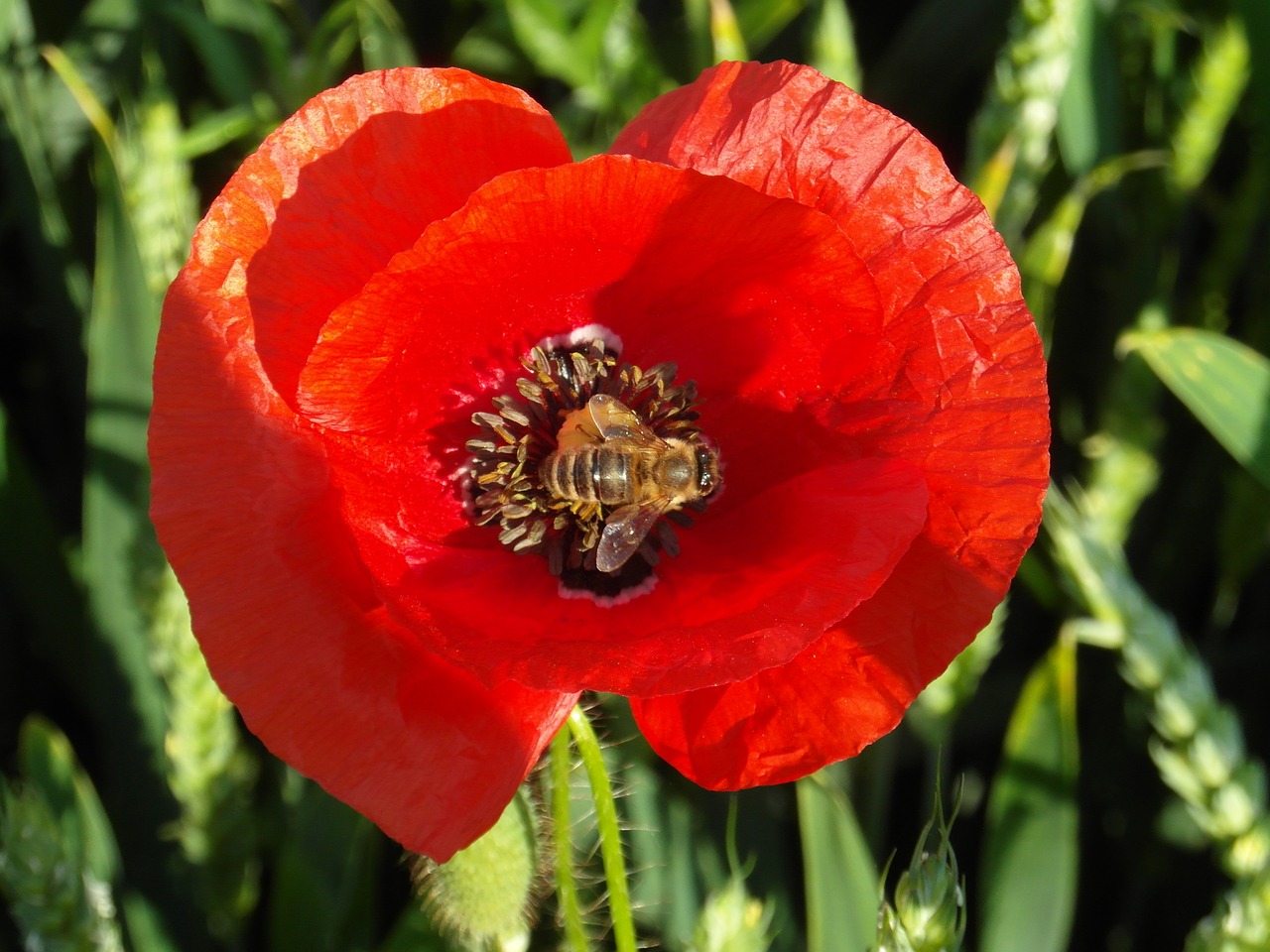 poppy bee red free photo