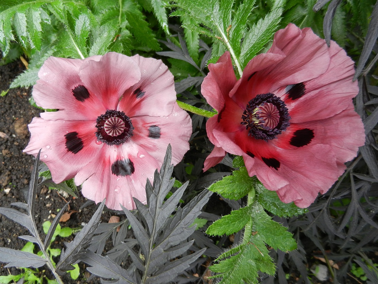 poppy flower pink free photo