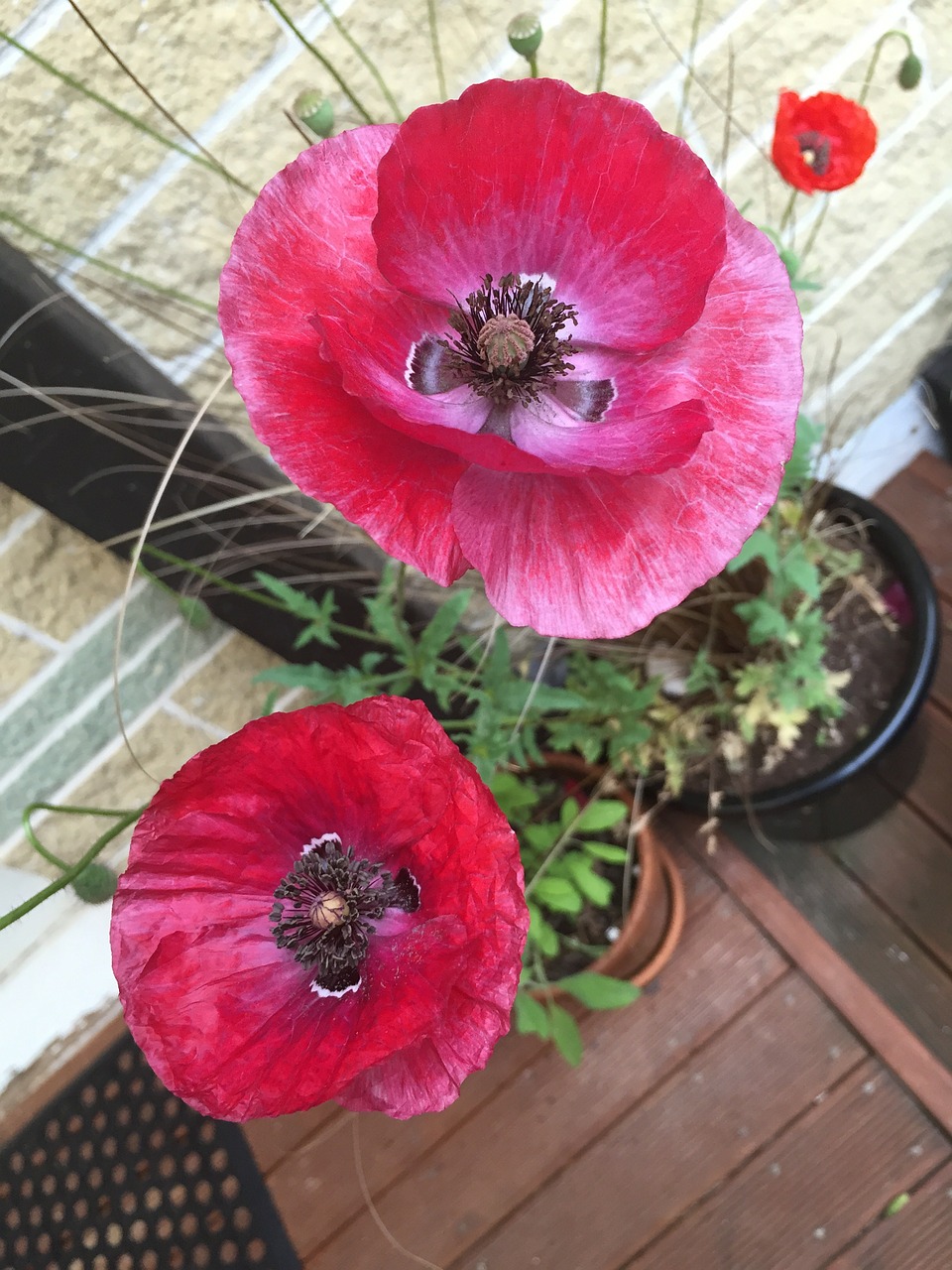 poppy flower garden free photo