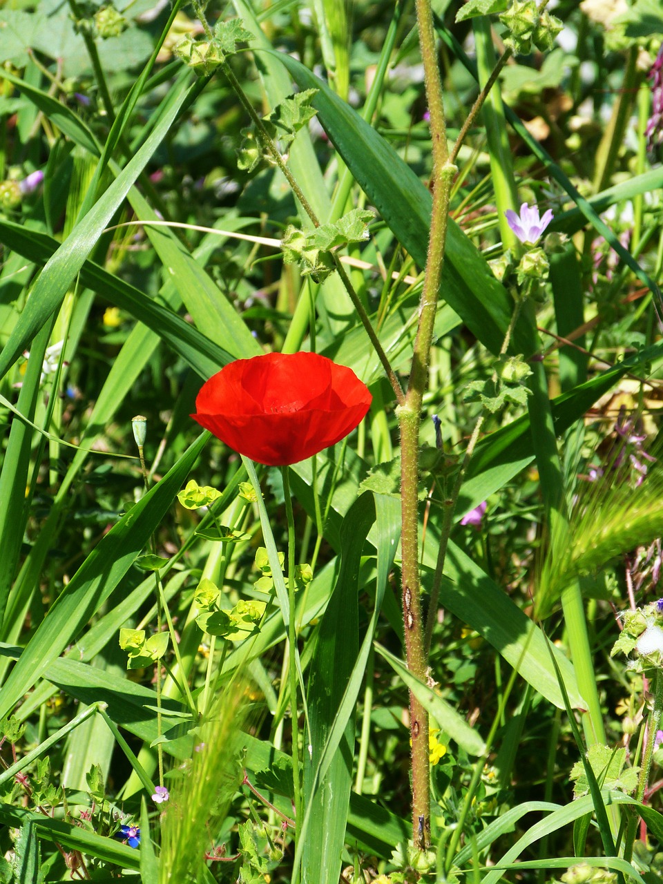 poppy flower wild free photo