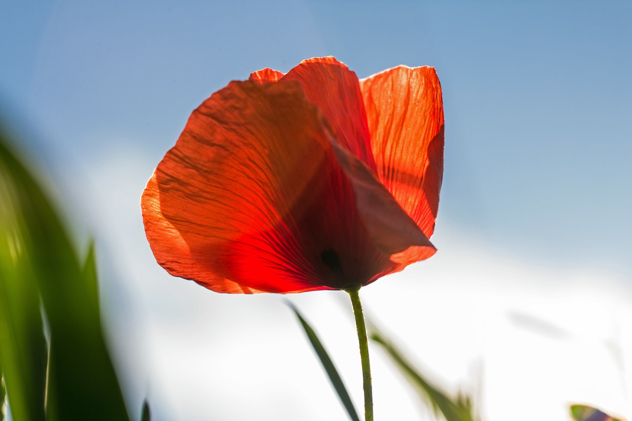 poppy red blossom free photo