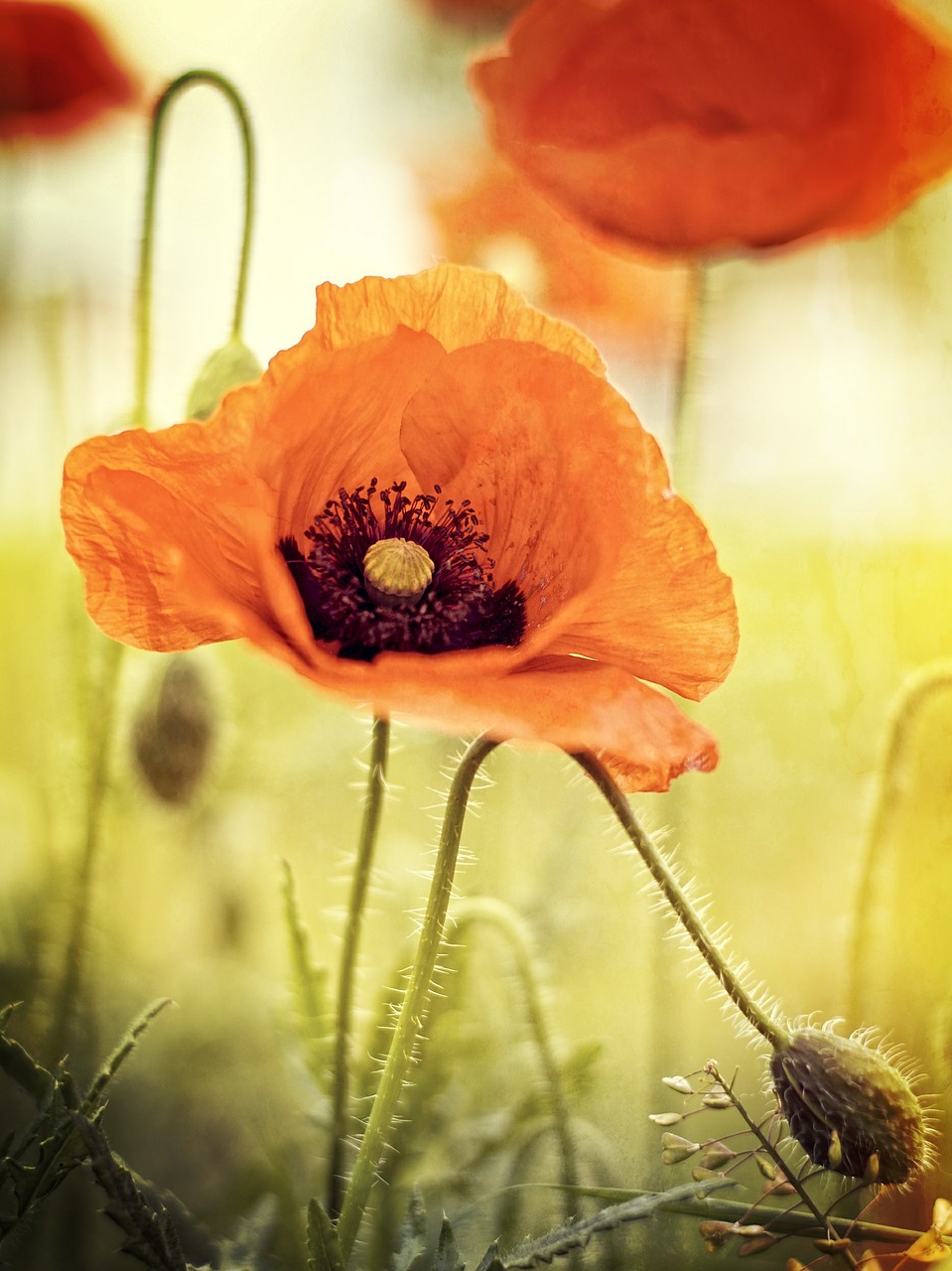 poppy flower nature free photo