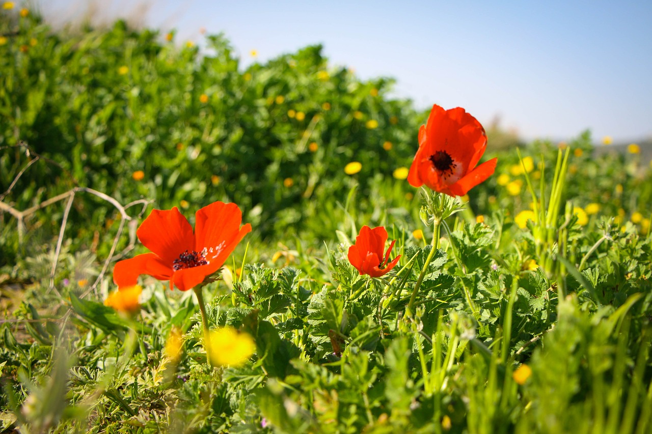 poppy red flower free photo