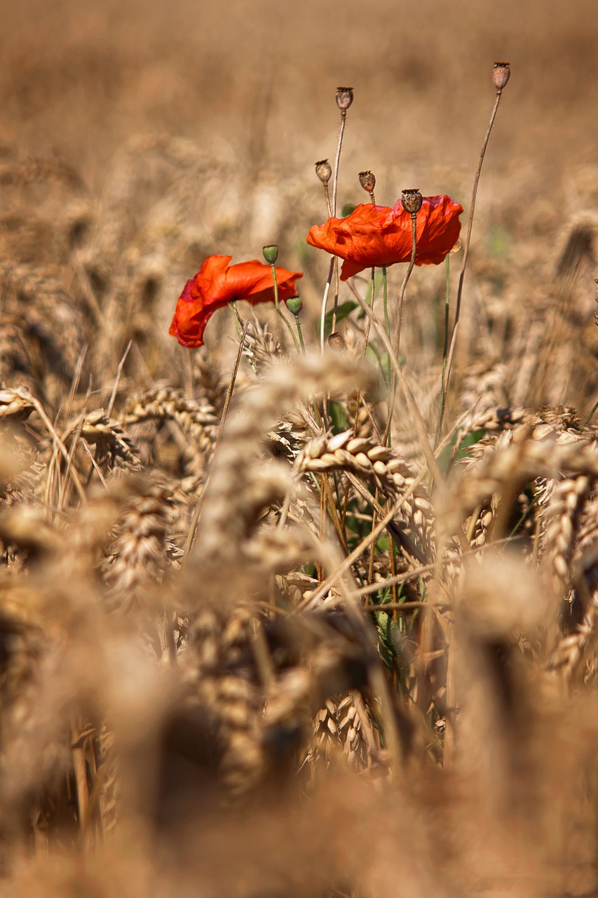 poppy klatschmohn cornfield free photo