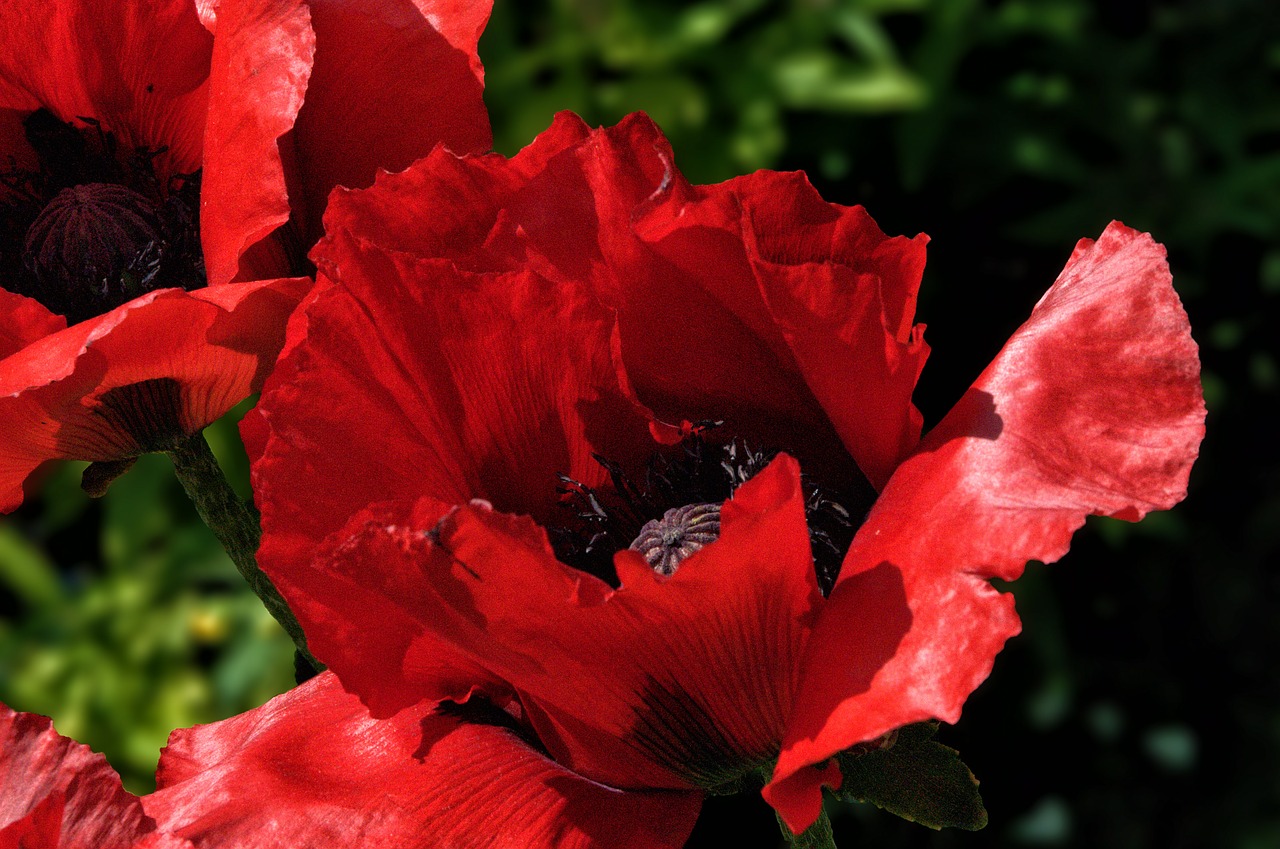 poppy flower red free photo