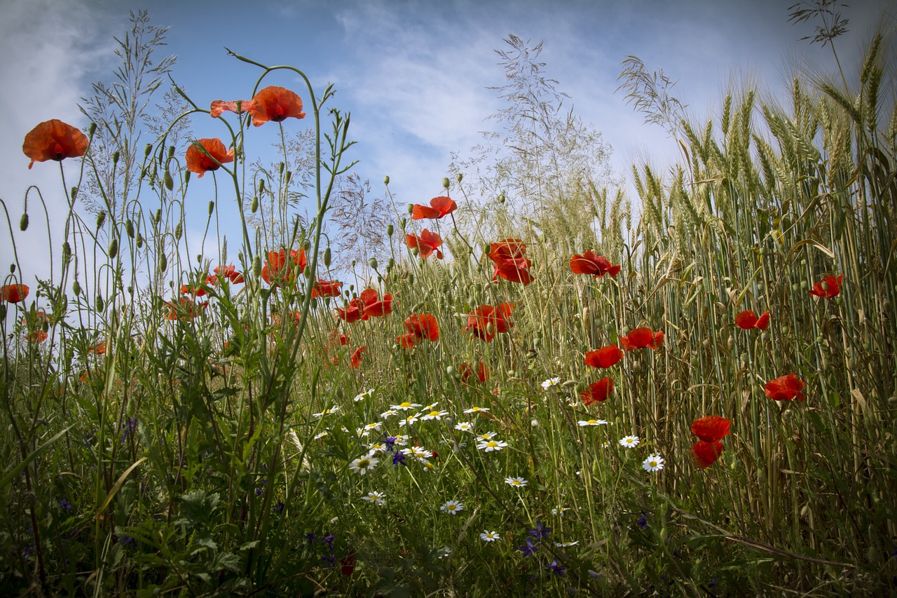 poppy flowers field free photo