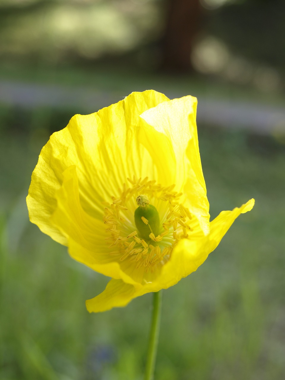 poppy yellow blossom free photo