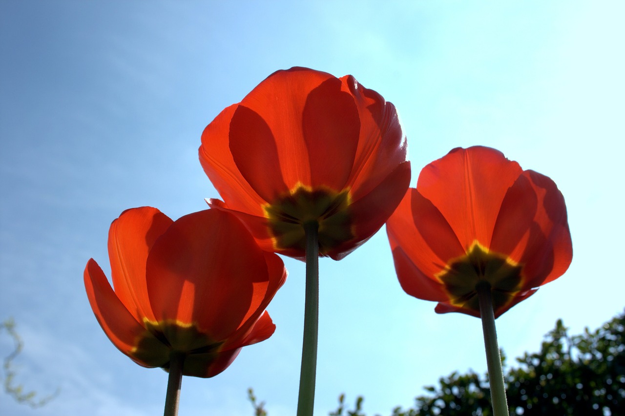 poppy back light red free photo