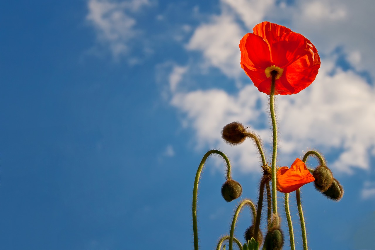 poppy sky blue free photo