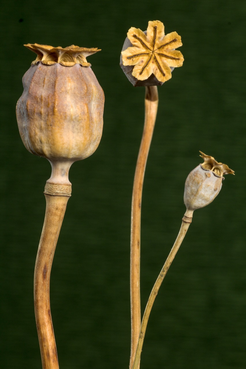 poppy poppy-capsules dry free photo