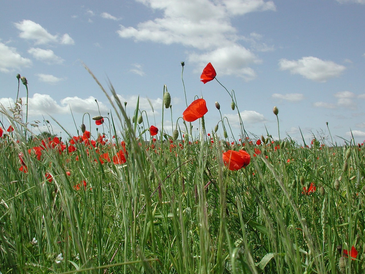 poppy red field free photo