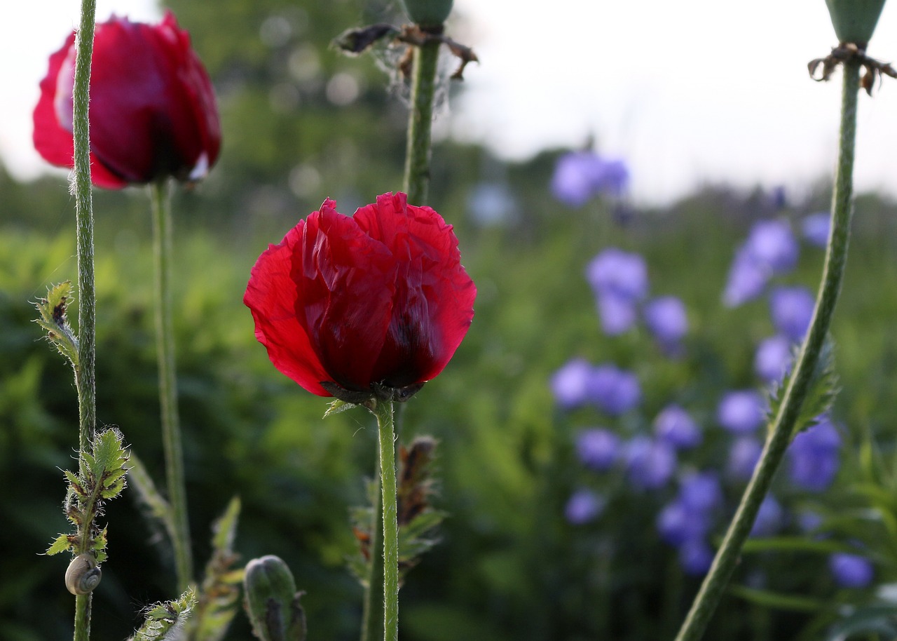 poppy flower red free photo