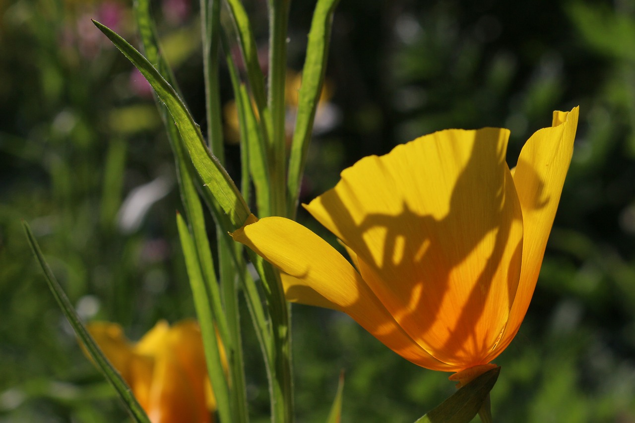 poppy flower orange free photo