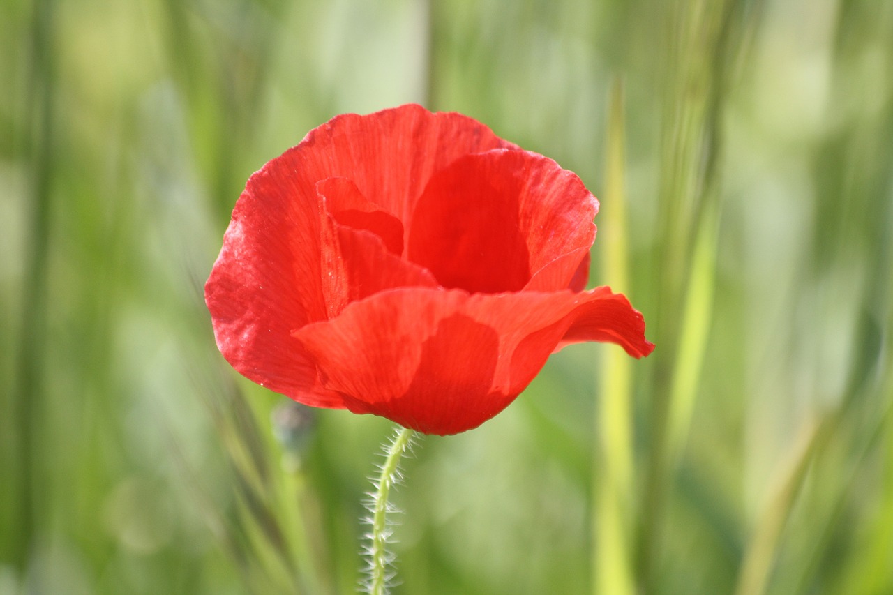 poppy flower fields free photo