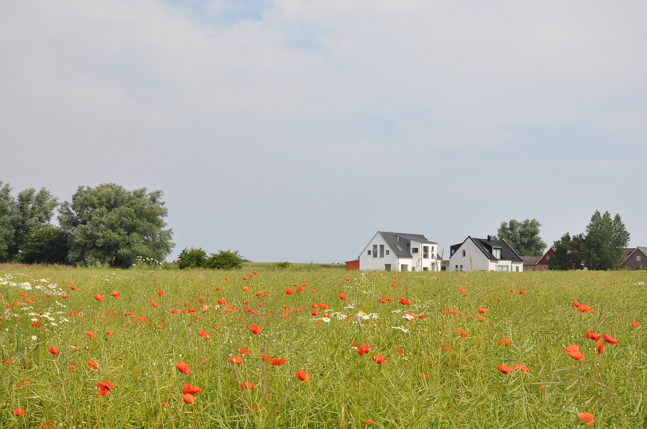 poppy bed countryside free photo