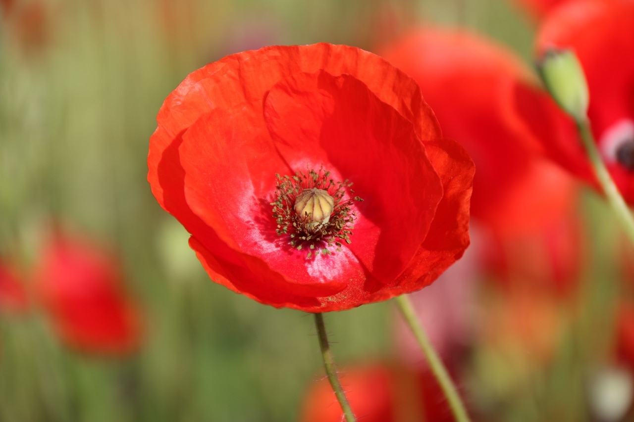 poppy klatschmohn poppy flower free photo