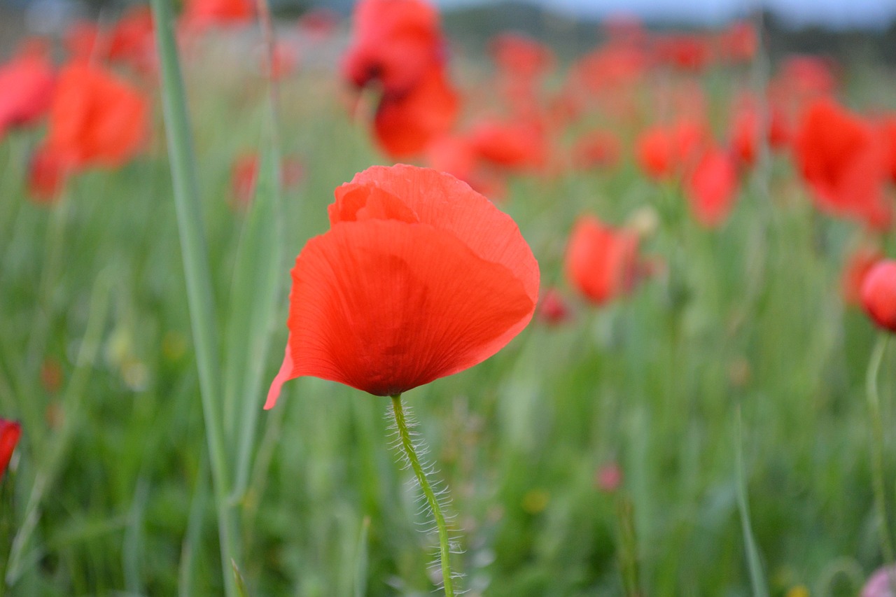 poppy field of poppies red flowers free photo