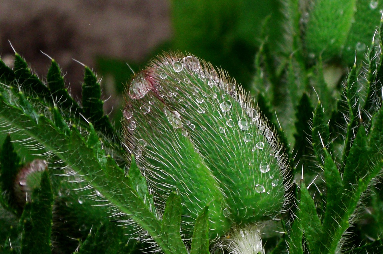 poppy dewdrop green free photo